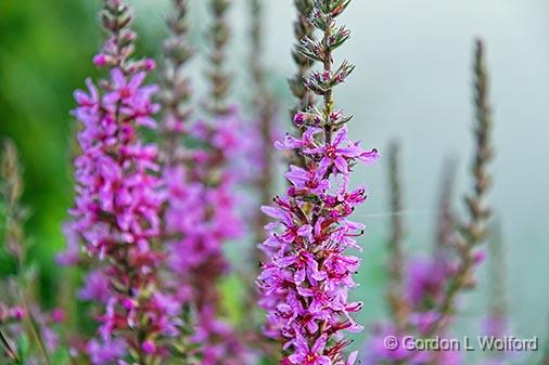 Purple Loosestrife_25803.jpg - Photographed along the Rideau Canal Waterway near Smiths Falls, Ontario, Canada.